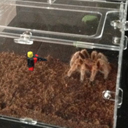 LIVE INSIDE A SPIDER CAGE! cover