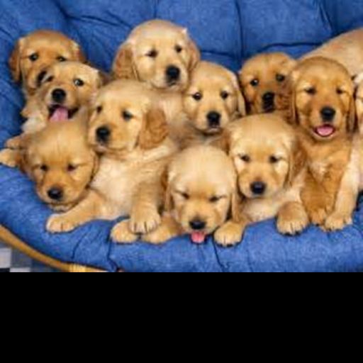 Escape the cute puppy obby! cover